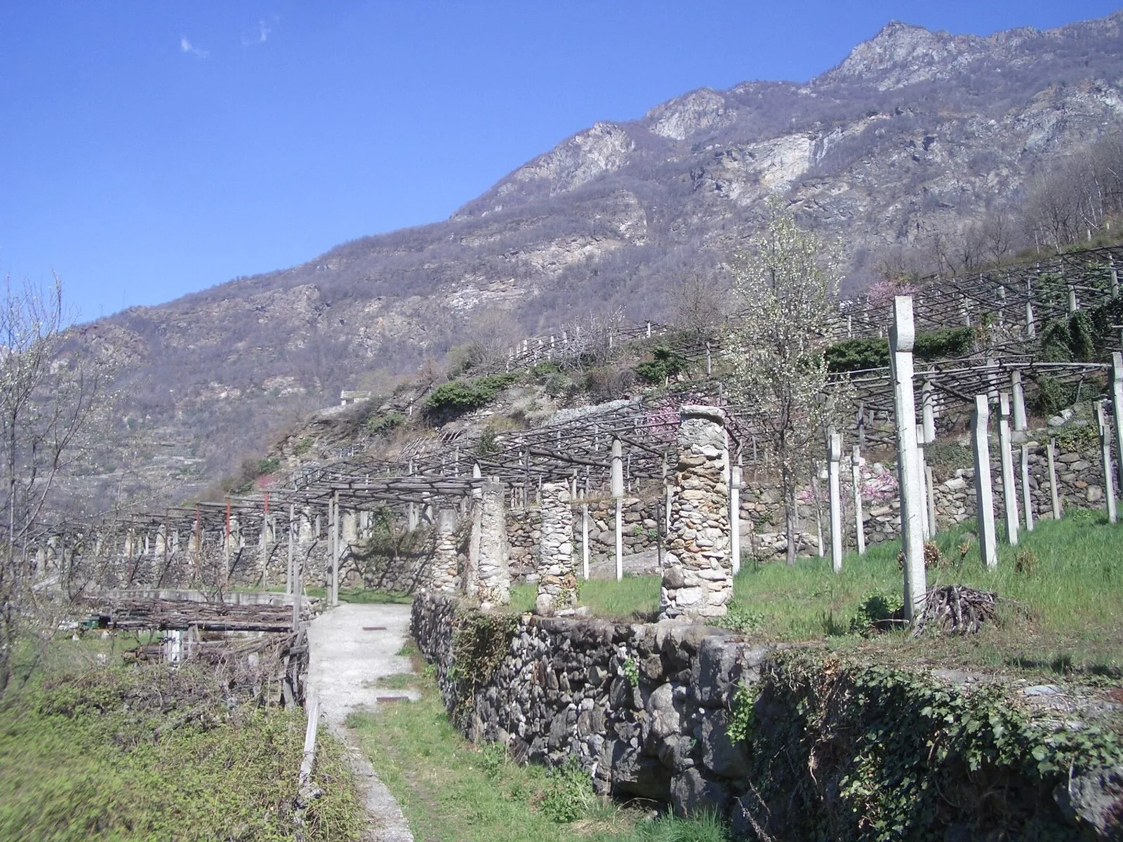 I vigneti terrazzati di Carema, con i caratteristici pilastri in pietra che sostengono le pergole